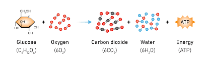 <p>Glucose + Oxygen = Carbon dioxide, water, energy</p>