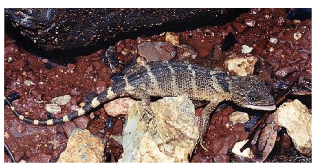 <p>member of diploglossa</p><p><span style="background-color: transparent;">14 species, 1 genus </span></p><p><span style="background-color: transparent;">Terrestrial</span></p><p><span style="background-color: transparent;">forest dwelling </span></p>