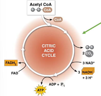 <ul><li><p>occurs in the mitochondrial matrix if oxygen is present</p></li><li><p>results in (per glucose molecule):</p><ul><li><p>2 ATP </p></li><li><p>6 NADH</p></li><li><p>2 FADH<sub>2</sub></p></li><li><p>4 CO<sub>2</sub></p></li></ul></li><li><p>requires oxygen — it is an aerobic process</p></li><li><p>FADH<sub>2</sub> and NADH are electron donors in the electron transport chain</p></li></ul><p></p>