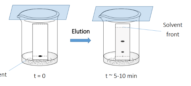 <p>Typical stationary phase: SiO2, Al2O3</p><p>Typical TLC plate backing support: glass, aluminium,</p><p>plastic</p>