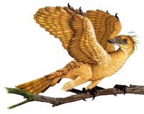 <p>Subclass Archaeornithes</p>