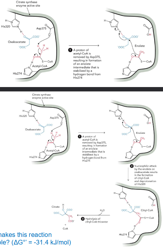 <p>OAA + aectyl-CoA + H2O → citrate + CoA</p>