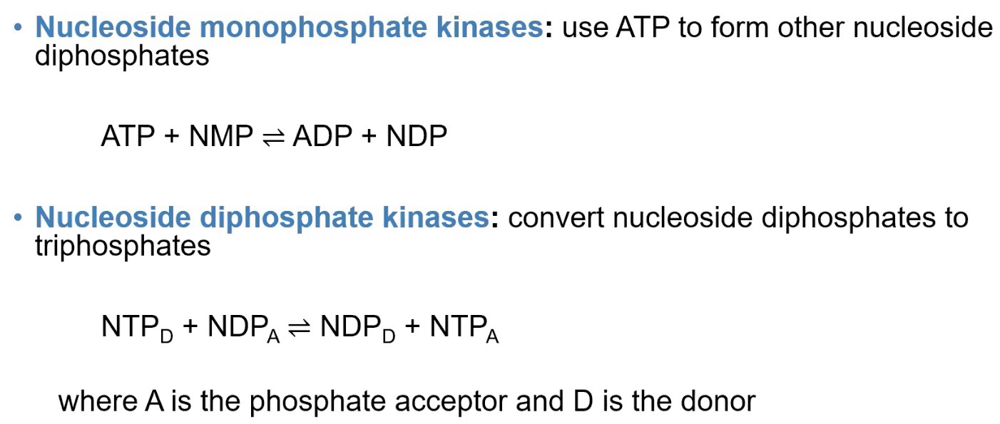 <p>“housekeeping” kinases that catalyzes the formation of both di and triphosphate</p><p>Nucleoside monophosphate kinases use ATP to turn Mono to Di</p><p>Nucleoside diphosphate kinases use NTP to turn Di to Tri</p>