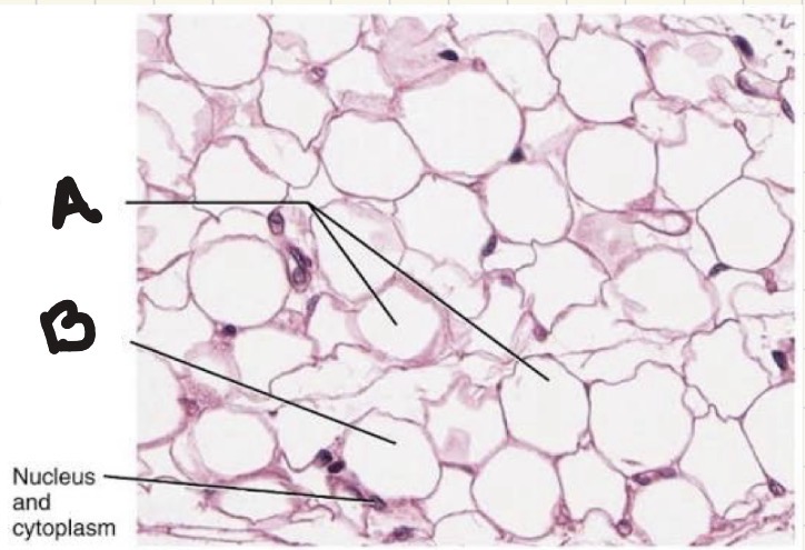<p>what is structure A found on adipose tissue?</p>