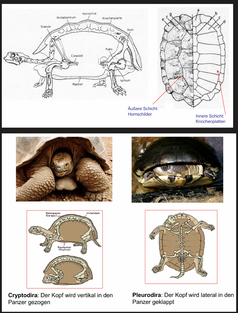 <ul><li><p><span>Fehlende Schläfenfenster -> wahrscheinlich abgeleitet</span></p></li><li><p><span>Frühstes Fossil älter als 200 Millionen Jahre (Trias)</span></p></li><li><p><span>Im Kiefer keine Zähne, Kiefer umgeben von Hornscheiden</span></p></li><li><p><span>Eierlegend</span></p></li><li><p><span>Vorkommen an Land, Meer, Süßwasser</span></p></li><li><p><span>Geschlossener Panzer: Rückenpanzer (Carapax) und Bauchpanzer (Plastron)</span></p></li><li><p><span>Panzer besteht aus Knochenplatten (modifizierte Wirbelfortsätze, Rippen &amp; Teile des Beckens)</span></p></li><li><p><span>Panzer bedeckt von Hornschildern (epidermal)</span></p></li><li><p><span>Riesenschildkröte 2x unabhängig voneinander auf Inseln -> bis zu 250kg</span></p></li><li><p><span>Meeresschildkröten: nur marin, kommen zur Eiablage an Land</span></p></li><li><p><span>Halsberger (Cryptodira): Kopf wird vertikal in Panzer gezogen</span></p></li><li><p><span>Halswender (Pleurodira): Kopf wird lateral in Panzer geklappt</span></p></li></ul><p></p>