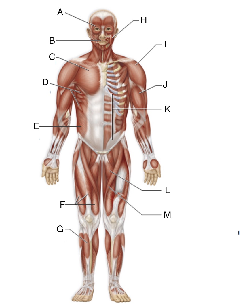 <p>Identify L and describe function</p>