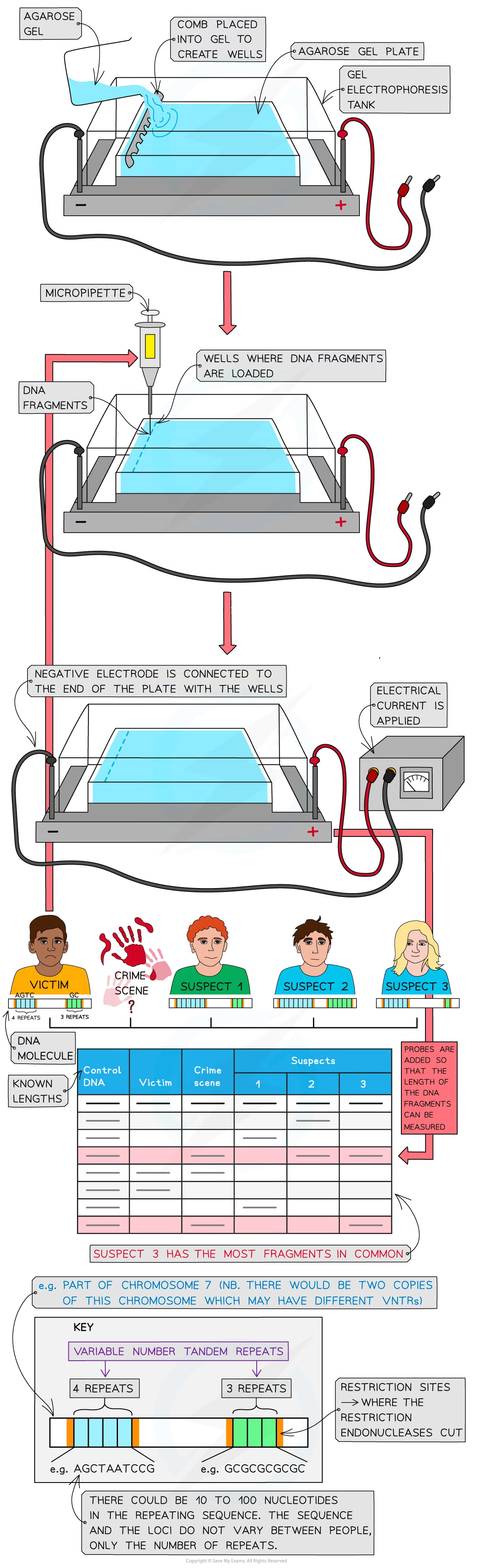 <ul><li><p>aa comp of protein determines charge on each protein because each indiviudal aa r group diff charge</p></li><li><p>charge of r group depends on pH so buffer solutions used during sep of proteins to keep constant</p></li><li><p>gel electrophoresis used to separated ppt chains produced by diff allleles e.g. haemoglobin variants (a globin, b gloin and sickle cell anemia variant.) </p></li></ul><p></p>
