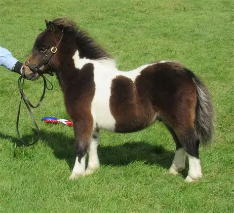 <p>What is the maximum height of a Shetland Pony?</p>