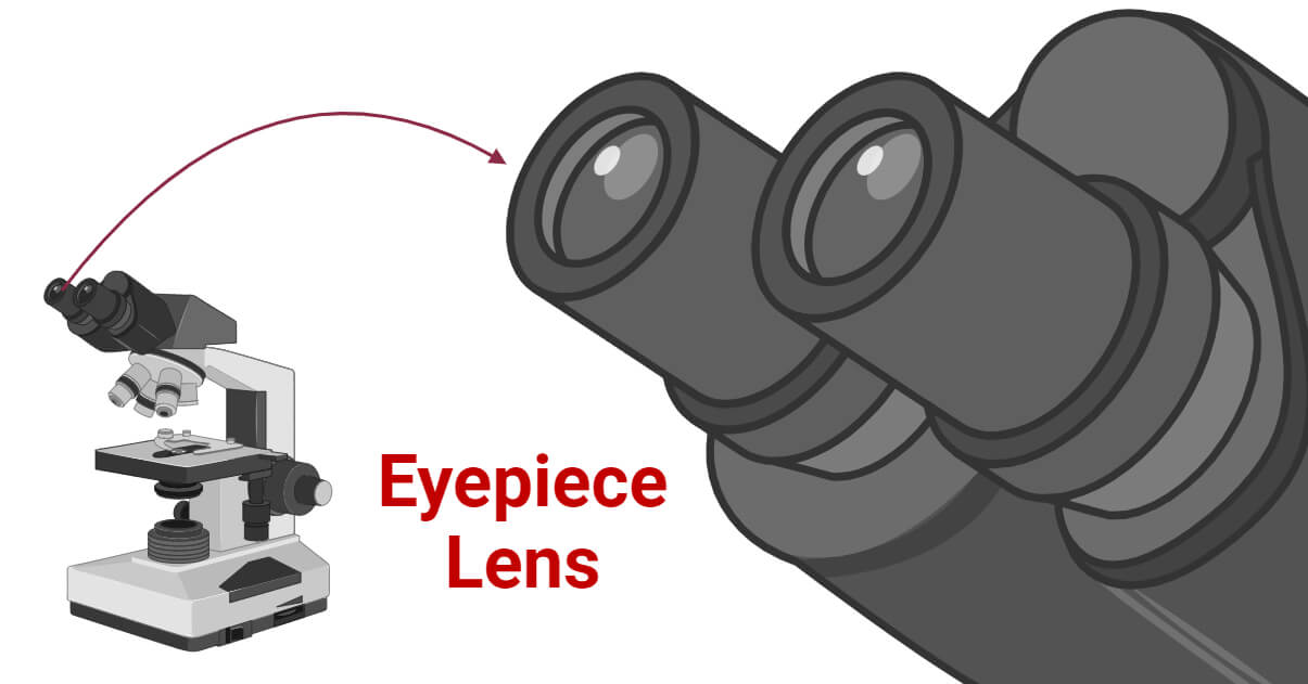<p>The part you look through, and it helps you see things bigger.</p>