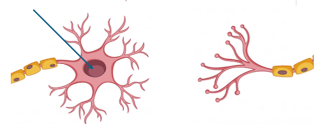 <p>Name the structure</p>