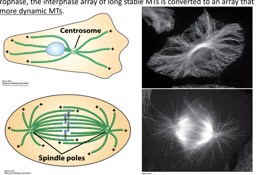 <p>Increase in # of MTs nucleated from centrosome </p><p>Interphase array of long stable MTs → prophase array of short, more dynamic MTs</p>