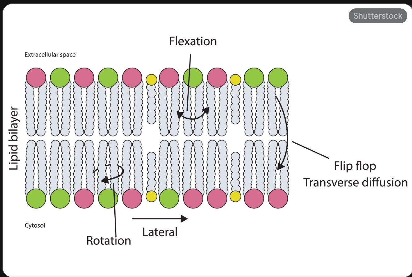 <ul><li><p><strong>Lateral Diffusion:</strong> Movement side-to-side within the same layer; happens rapidly and spontaneously.</p><ul><li><p>Most lipids and proteins have “weak” hydrophobic interactions; proteins can move laterally in bilayer too</p></li><li><p>A few proteins are covalently attached (anchored) to membrane lipids (or to cytoskeleton proteins)</p></li></ul></li><li><p><strong>Transverse Diffusion:</strong> Movement from one layer to the opposite layer; happens very <strong>slowly/rarely</strong> because the polar head must cross the hydrophobic core.</p><ul><li><p>This only happens efficiently when aided by enzymes like <strong>flippases</strong>.</p></li></ul></li></ul><p></p>