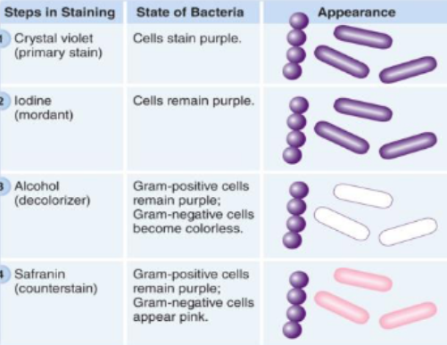 <p>Gram - Positive (has nothing to do with charge but whether they retain the primary dye or they dont)</p><ul><li><p>stained purple (retains primary dye)</p></li></ul><p>Gram - Negative</p><ul><li><p>stained red or pink (loses primary dye)</p></li></ul><p><em>Between each step have to rinse with ample amount of water for 1 min until there’s no more dye</em></p><p>1st step: make a smear and heat fix it</p><p>1st stain used is CV; binds to both types of bacteria</p><p>2nd is iodine for 1 min, helps to enhance the purple color by creating the CV Iodine complex, binds to CV in bacteria to form CVI complex which is more purple than the crystal alone (intensifies it) → both cells will be purple</p><p>3rd: most important step, the differentiating step, add enough but not too much, allows us to differntiate between g+ and g- cells, alcohol wash, decolorizing step. when alcohol is added it removes the dye from gram - cells and become colorless, gram + should still be purple if done carefully bcuz of their cell wall structure</p><p>4th: stains the gram - cells that were colorless, g+ already have purple so won’t pick up red from safranin</p>