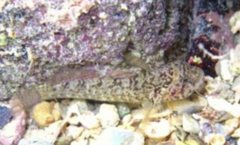 <p>Zebra Goby</p>