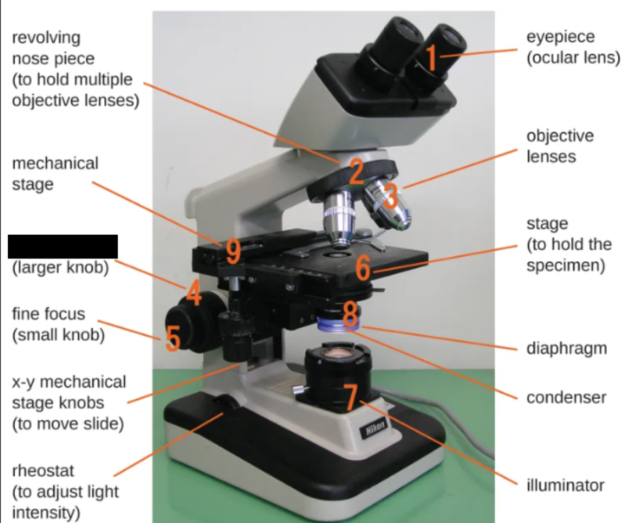 <p><span style="background-color: transparent;">Knob used for large-scale movements with 4-10x objective lenses</span></p>