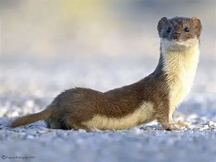 <p>Least Weasel</p>