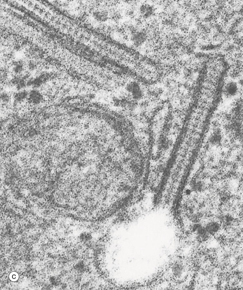 <p>Identify the Structure</p>