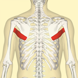 <p>teres major origin</p>