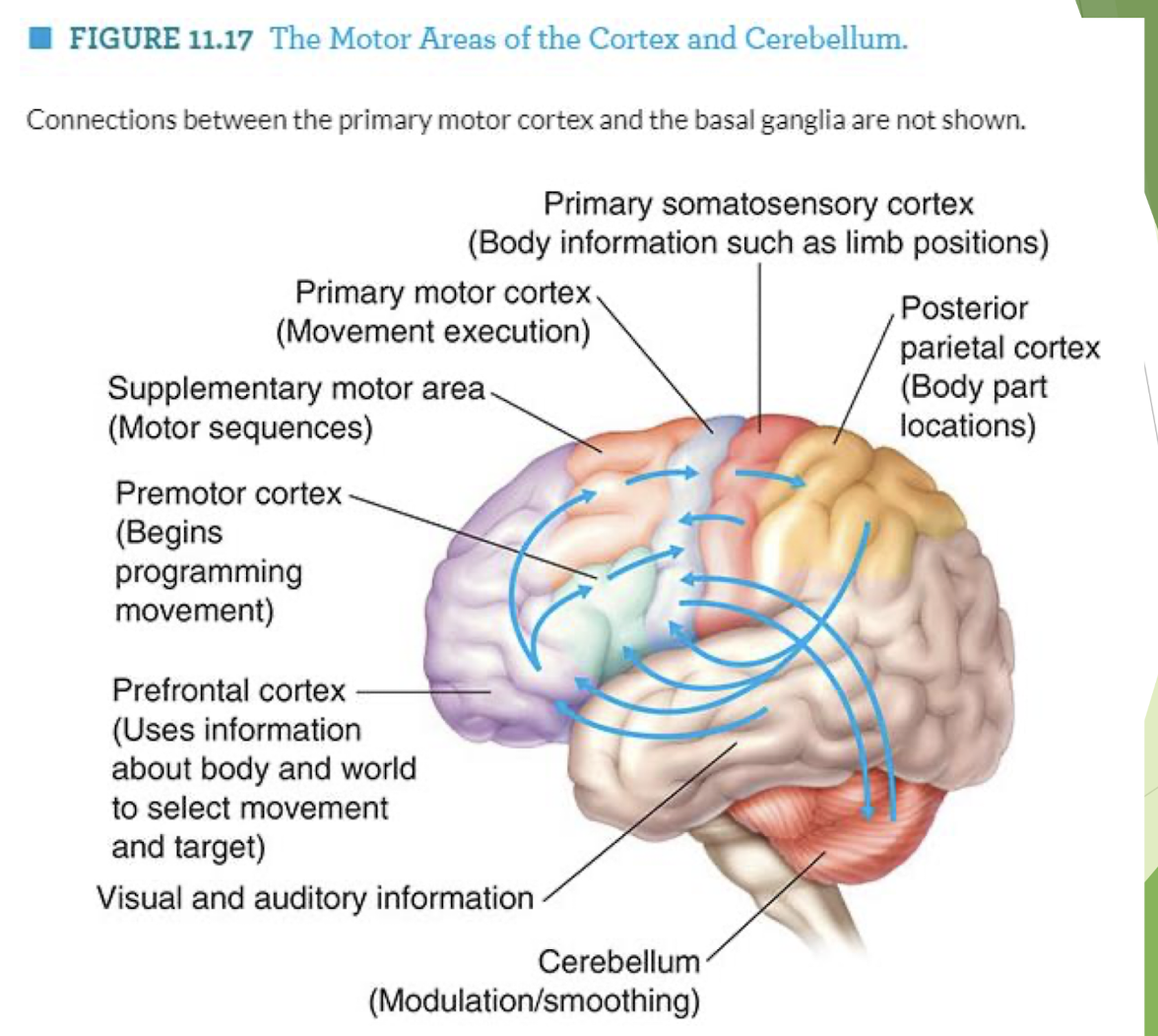 <p>using : hierarchical orgnaization of the forebrain, brain stem &amp; spinal cord</p><p>     via: motor cortex </p><p></p><p>   <u>components of motor cortex</u></p><ol><li><p>primary motor cortex (precentral gyrus)</p></li><li><p>2 major secondary motor areas</p></li><li><p>supplementary motor area</p></li><li><p>premotor cortex</p></li></ol><p></p><p>→ spinal cord doesn’t start VOLUNTARY movement until told by brain</p><p>→ movement is still influenced by rest of brain, not just the motor cortex </p><p></p>