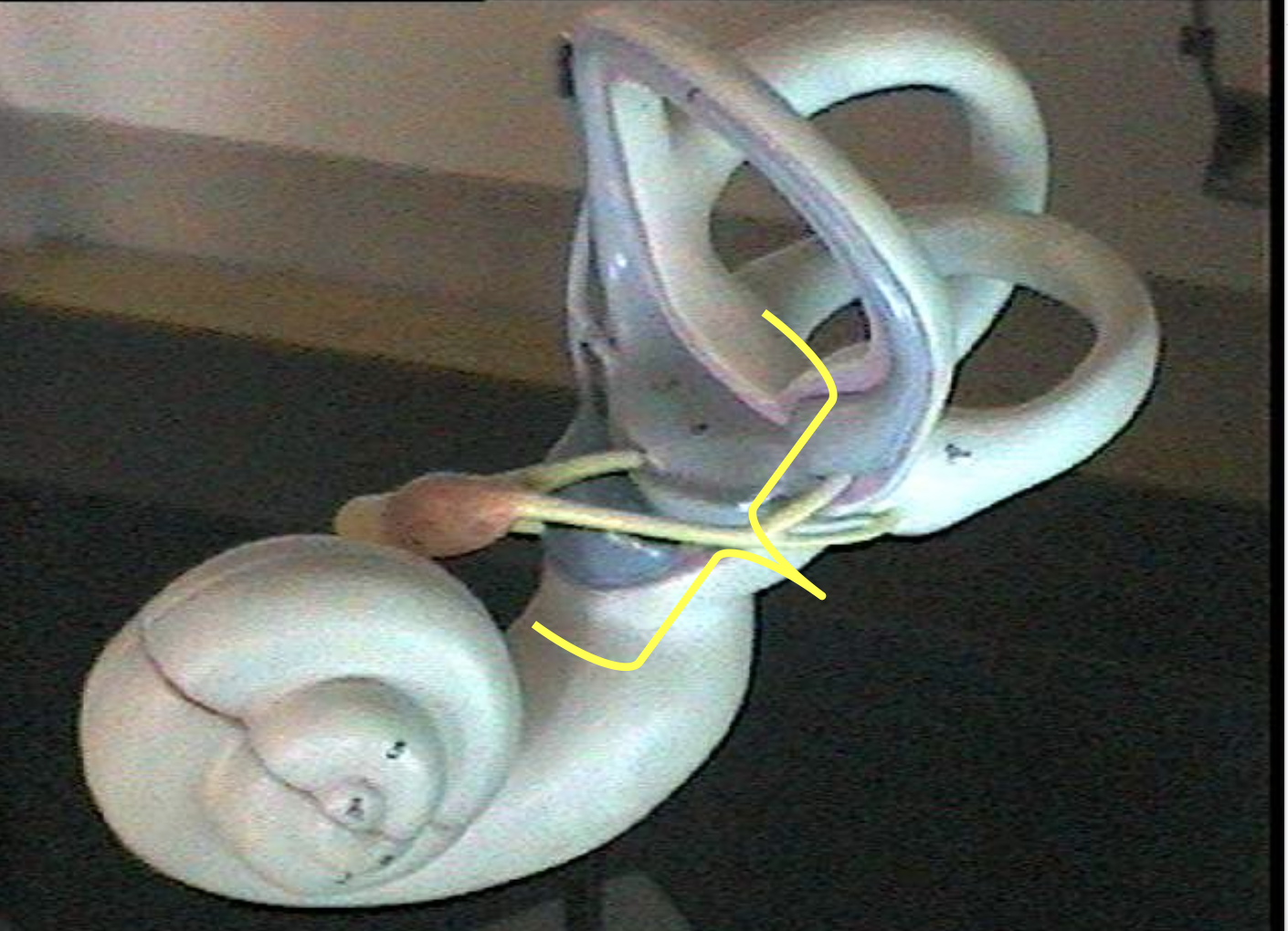 <p>Identify the inner ear parts.</p>