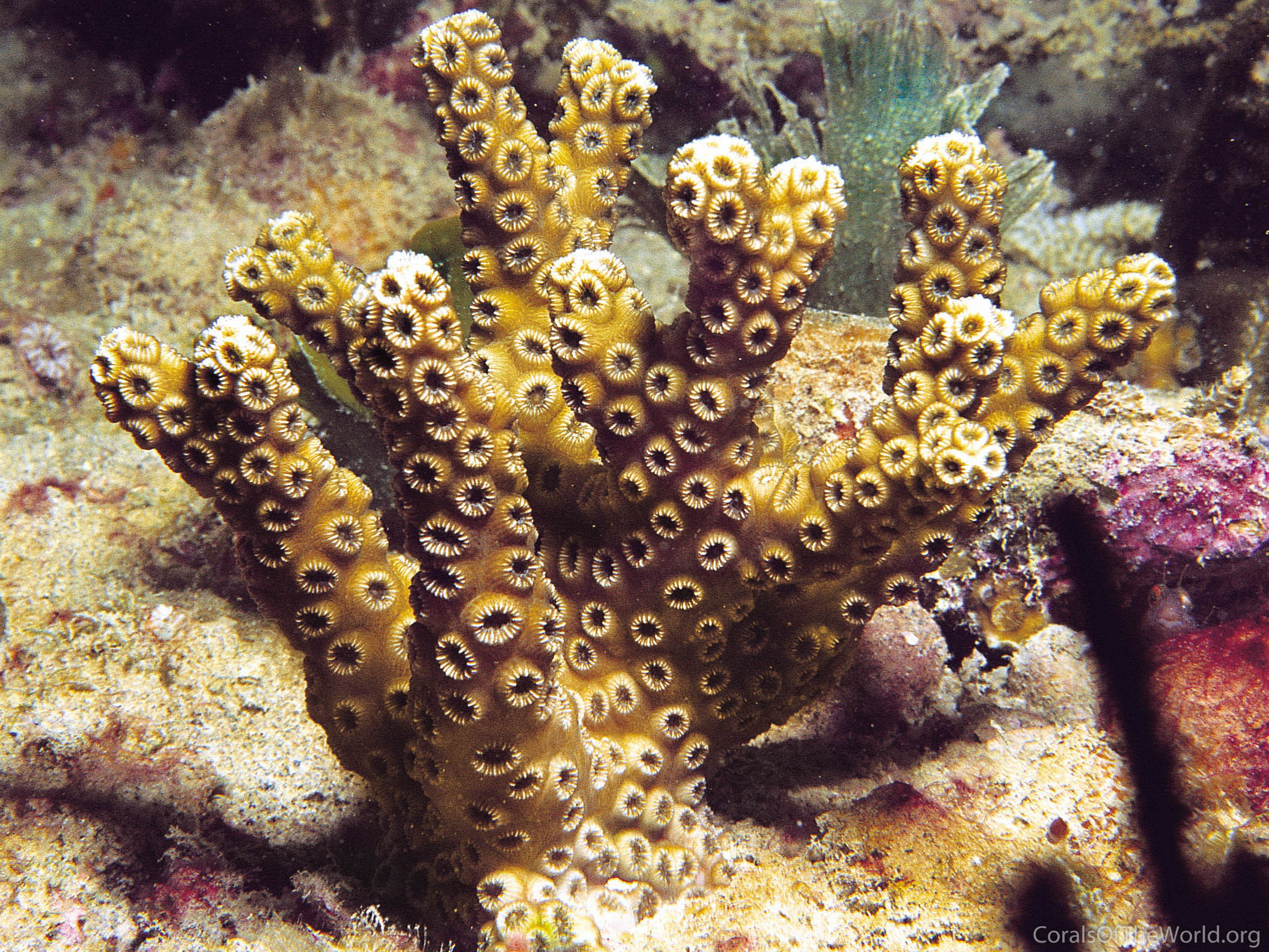 <p>Ivory Bush Coral</p>