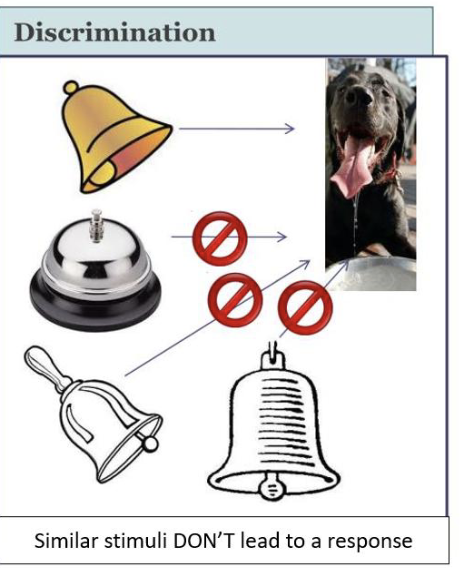 <p>Similar stimuli DON’T lead to a response </p>