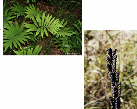 <p>sensitive fern</p>
