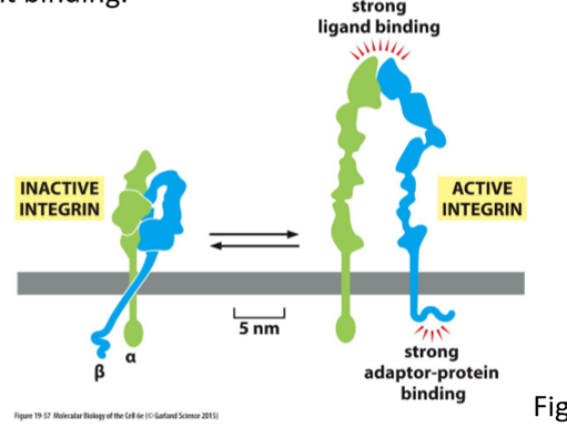 <ul><li><p>ECM proteins switch integrins from inactive to active state</p></li><li><p>Leads to exposure of internal talin binding sites and subsequent actin filament binding</p></li></ul><p></p>