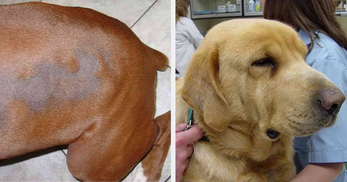 <p>Hypothyroidism (Classic Case)</p>