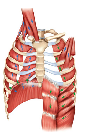 <p>Label the respiratory muscles </p>
