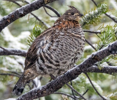 <p>Ruffed Grouse</p>