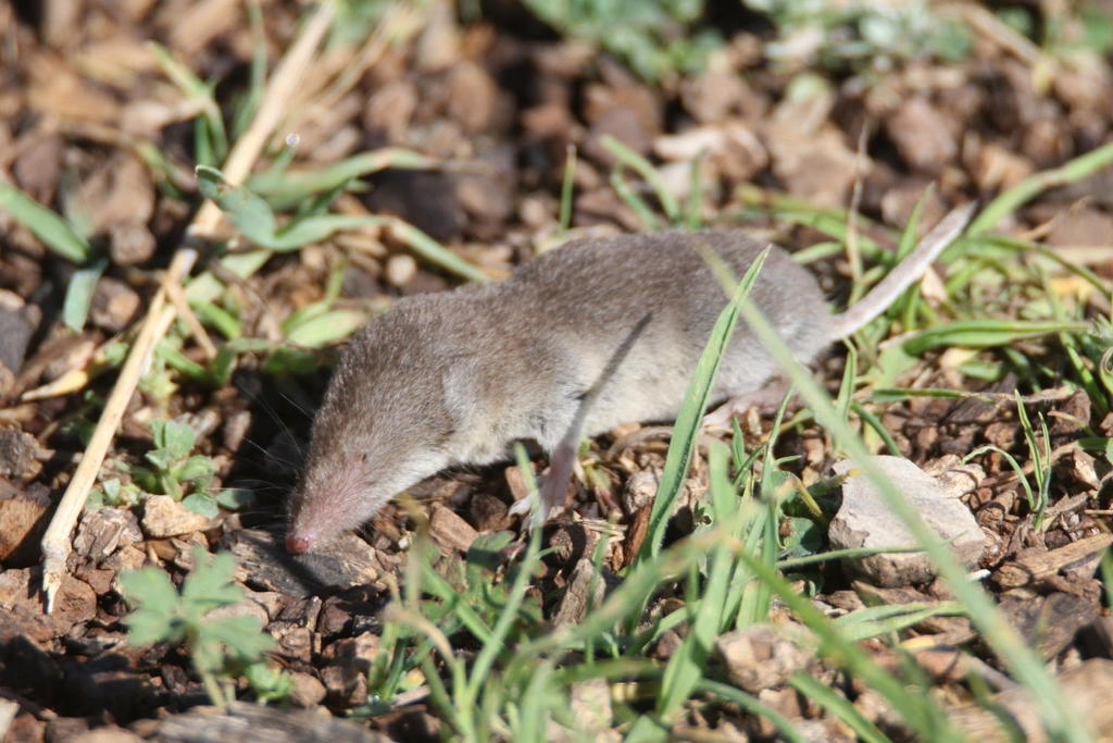 <p>what species is this</p>