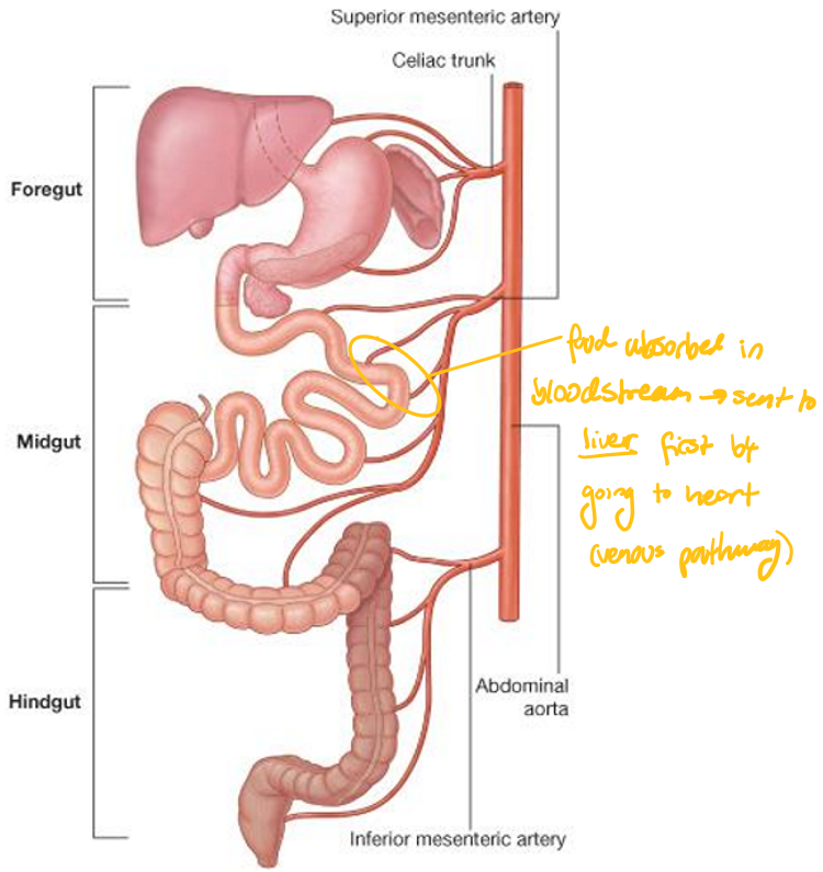 <p><u>Foregut</u>:</p><ul><li><p>Liver</p></li><li><p>Gallbladder</p></li><li><p>Spleen</p></li><li><p>Stomach</p></li><li><p>Pancreas</p></li><li><p>Duodenum</p></li></ul><p></p>
