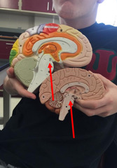 <p>Relays info from cerebrum to cerebellum; control respiratory rate</p>