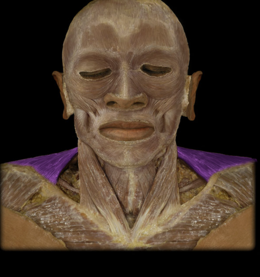 <p>Identification.</p>