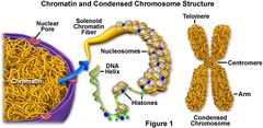 <p>Clusters of uncondensed DNA, RNA, and proteins in the nucleus of a cell</p>