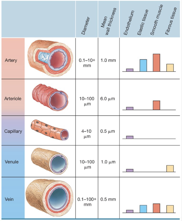 <p><strong>Blood Vessels</strong></p><ul><li><p>Arteries have most control over dilation/constriction → most smooth muscle</p></li><li><p>Capillary beds can open and close</p></li><li><p>veins are pliable; serve as blood reservoirs → low smooth muscle, high flexibility</p></li></ul><p><strong>Volume of Blood</strong></p><ul><li><p>high volume = high pressure</p></li><li><p>drinking large volumes</p></li><li><p>high [salt] = high osmolarity = high blood volume</p></li><li><p>high heart rate → doesn’t change total volume, but increases the blood in arterial side</p></li></ul><p></p>