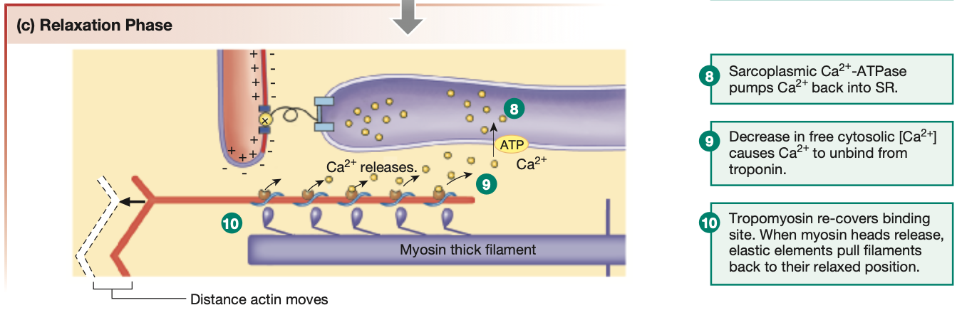 <ol><li><p><mark data-color="yellow" style="background-color: yellow; color: inherit;">Action potentials stop</mark> being send down the <strong><mark data-color="yellow" style="background-color: yellow; color: inherit;">somatic motor neuron</mark></strong></p></li><li><p><strong><mark data-color="purple" style="background-color: purple; color: inherit;">Ach</mark></strong><mark data-color="purple" style="background-color: purple; color: inherit;"> is no longer released</mark> as a neurotransmitter, and <mark data-color="purple" style="background-color: purple; color: inherit;">Ach is removed</mark> from <mark data-color="green" style="background-color: green; color: inherit;">chemically-gated/ligand-gated Na+ channels</mark> on the <mark data-color="yellow" style="background-color: yellow; color: inherit;">sarcolemma</mark>.</p></li><li><p>Sarcolemma repolarises, <mark data-color="green" style="background-color: green; color: inherit;">voltage-gated Na+ channels close</mark>.</p></li><li><p><mark data-color="yellow" style="background-color: yellow; color: inherit;">T-tubules repolarises</mark></p></li><li><p>DHP no longer senses a voltage change in the T-tubule, hence <mark data-color="green" style="background-color: green; color: inherit;">DHP inactivated &amp; RyR channel physically closes</mark>.</p></li><li><p><mark data-color="yellow" style="background-color: yellow; color: inherit;">Sarcoplasmic reticulum is closed</mark>, <mark data-color="green" style="background-color: green; color: inherit;">Ca2+ stops flooding</mark> the skeletal muscle cell</p></li><li><p><mark data-color="green" style="background-color: green; color: inherit;">Ca2+ already bound to troponin</mark> on actin myofilaments is <mark data-color="green" style="background-color: green; color: inherit;">released</mark></p></li><li><p><strong><em><u><mark data-color="red" style="background-color: red; color: inherit;">SERCA pumps</mark></u></em></strong> (Sarcoplasmic/Endoplasmic Reticulum—Calcium ATP pump) <mark data-color="red" style="background-color: red; color: inherit;">reintakes Ca2+ into the sarcoplasmic reticulum</mark> at the cost of ATP.</p></li></ol><p></p>