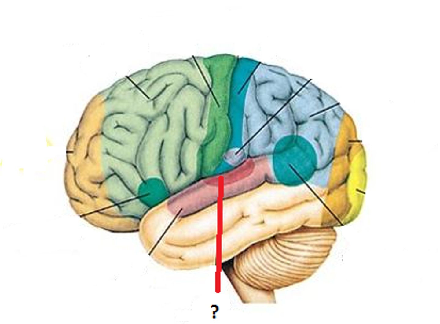 <p>Located in each temporal lobe across the lateral sulcus from the gustatory area; receives impulses when the auditory receptors of the ear are stimulated. (Sensory area, Selected Association area)</p>