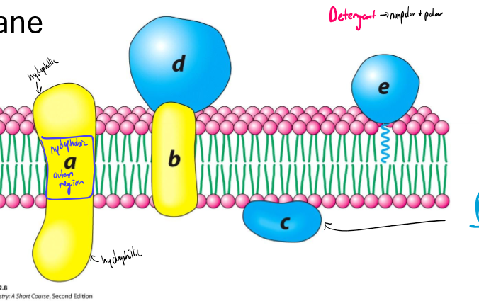 <ul><li><p>integral: tightly associated with membrane</p></li><li><p>peripheral: loosely associated with membrane</p></li></ul><p></p>