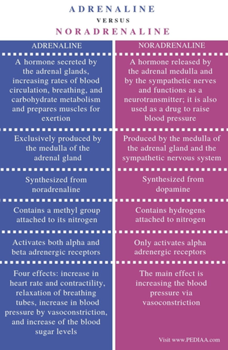 <p>Noradrenaline neurons play a role in arousal, vigilance, attention, working memory, and regulation of the SNS and are present in the brain and adrenal glands</p><p>Adrenaline is the negative feedback mechanism produced by the adrenal glands.</p>