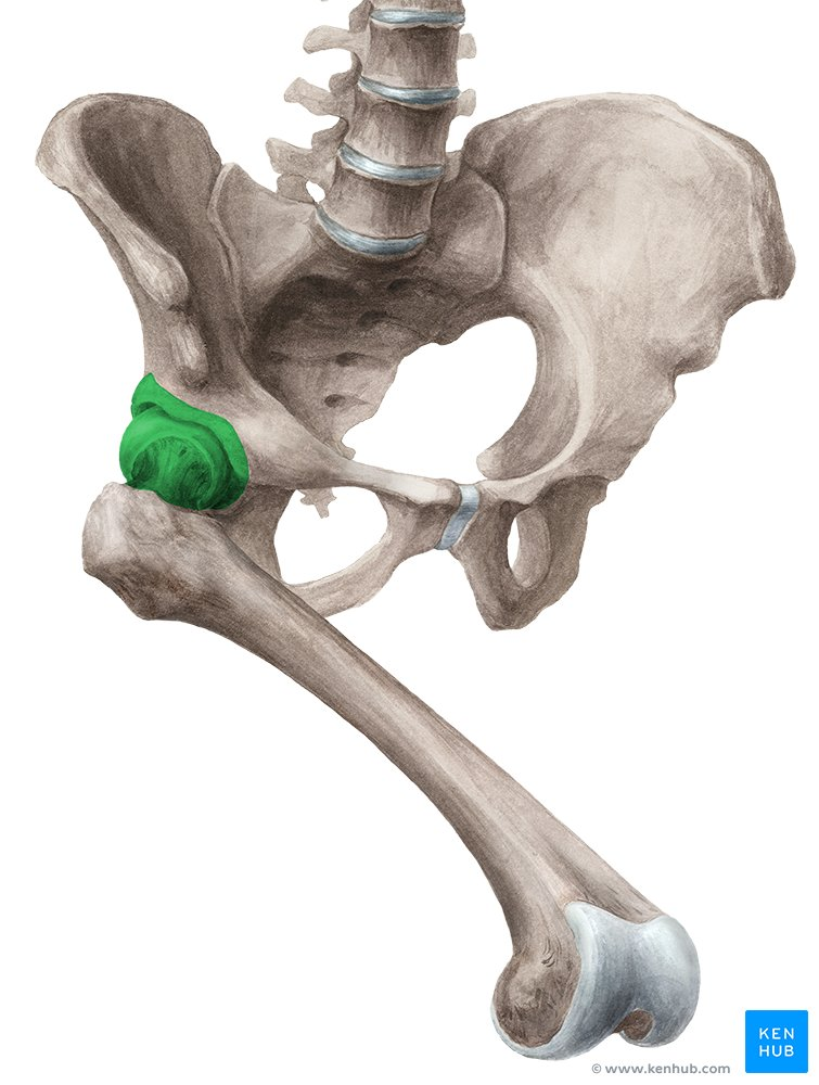 <p>Define joint </p>