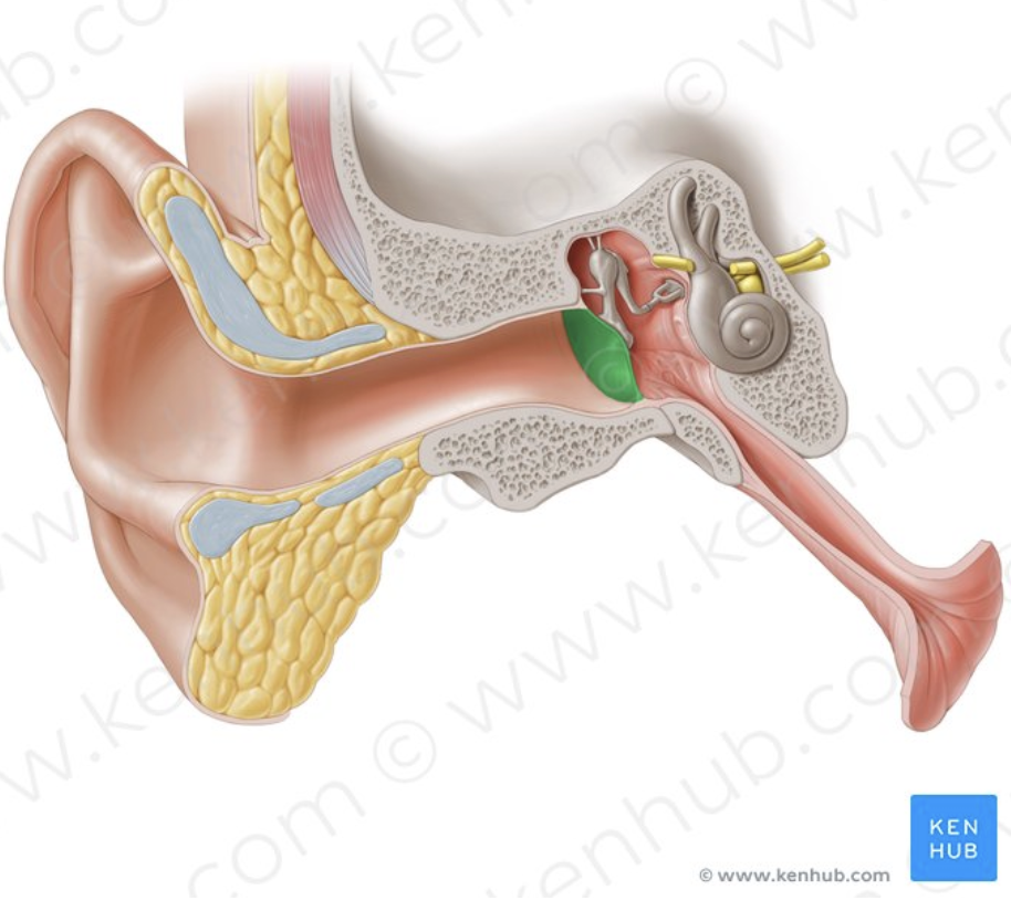 <p>What part of the ear is this?</p>
