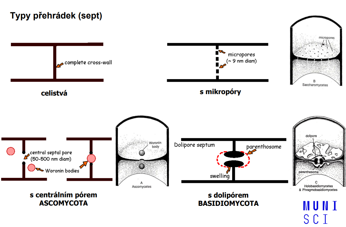 <ul><li><p>celistvá přehrádka</p><ul><li><p>většinou Mucormycota, stará kultura, oddělení rozmnožovacích orgánů </p></li></ul></li><li><p>s mikropóry</p><ul><li><p>Saccharomyces </p></li></ul></li><li><p>s centrálním pórem</p><ul><li><p>Ascomycota</p></li></ul></li><li><p>s dolipórem</p><ul><li><p>Basidiomycota</p></li></ul></li></ul><p></p>