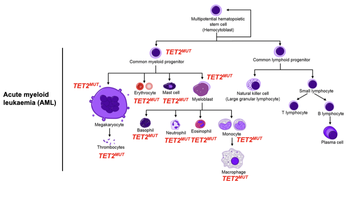 <p>very common</p><ul><li><p>we all have pre cancer as we all have cancer drien somatic mutations</p></li></ul><p>Example: Clonal haematopoiesis - clonal expansion of cells in the blood and bone marrow with leukaemia-initiating mutations.</p>