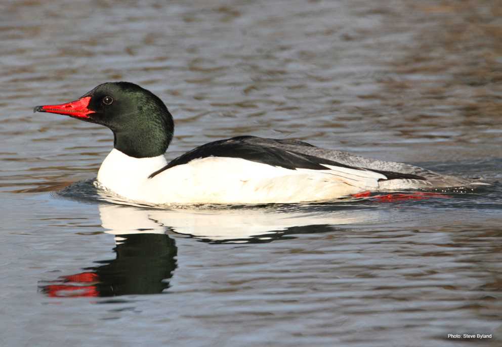 <p>mergus merganser</p>