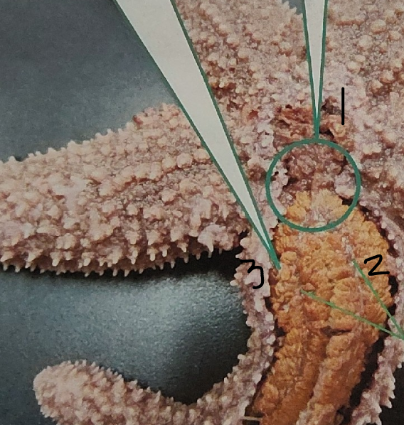 <p>point 2 on this sea star</p>