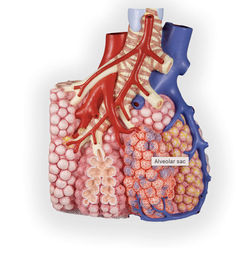 <p>*structure that has yellow lining </p>