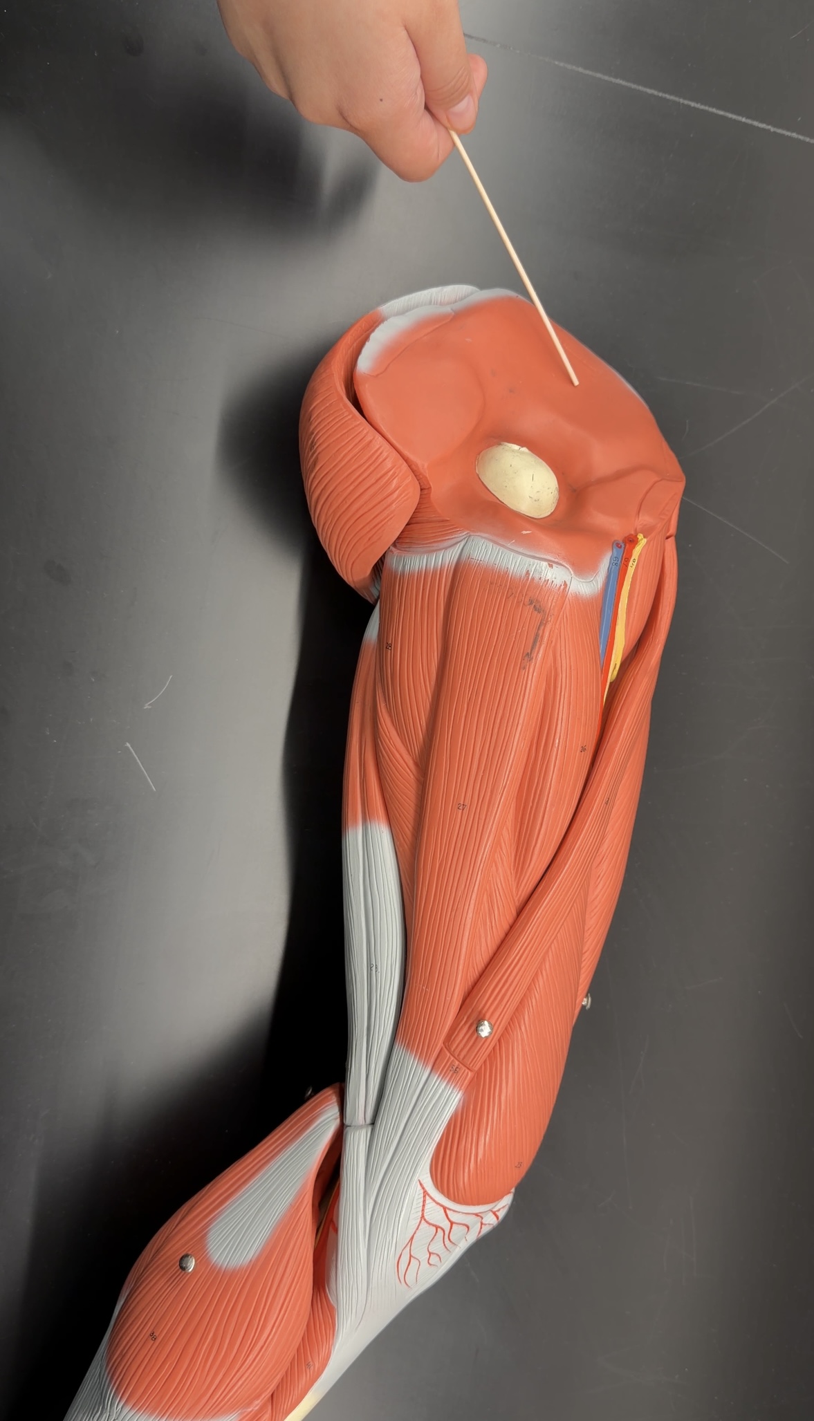 <p>name the muscle and its function</p>