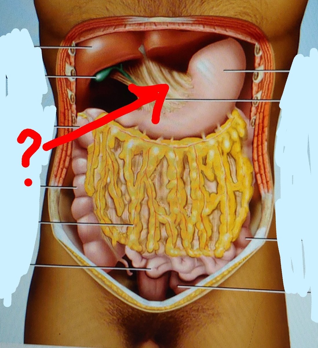 <p>a reflection of peritoneum that is raised from the body wall by an VAN (ex. lesser omentum)</p>